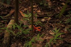 Etlingera megalocheilos