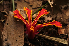 Etlingera megalocheilos
