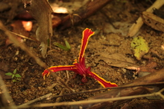Etlingera megalocheilos