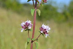 Origanum vulgare