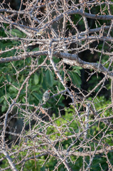 Pogoniulus pusillus