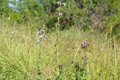Origanum vulgare