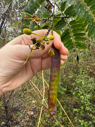 Senna timoriensis