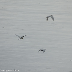 Bubulcus ibis coromandus