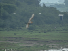 Bubulcus ibis coromandus