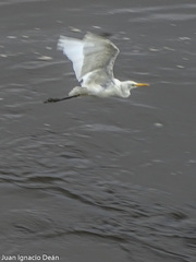 Ardea intermedia