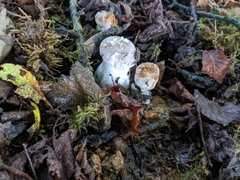 Clitocybe nebularis nebularis