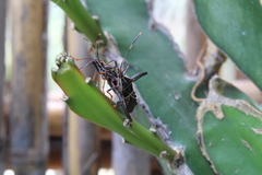Leptoglossus lineosus