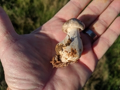 Clitocybe nebularis nebularis
