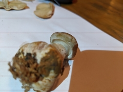 Clitocybe nebularis nebularis