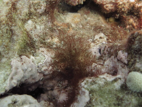 Tolypiocladia glomerulata observed 2025-07-29