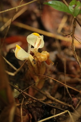 Wurfbainia microcarpa