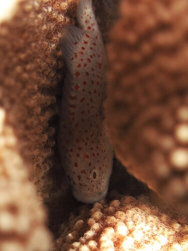 Caracanthus typicus observed 2025-07-29