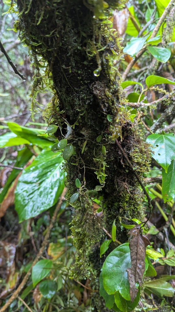 Bulbophyllum hymenanthum Hook.f. 2