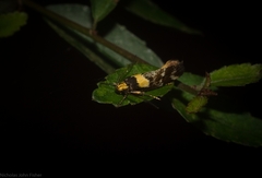 Epithymema helias