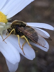 Eulonchus sapphirinus