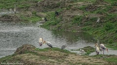 Ardea cinerea