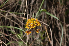 Epidendrum melinanthum