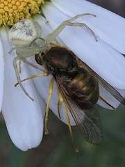 Eulonchus sapphirinus