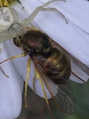 Eulonchus sapphirinus