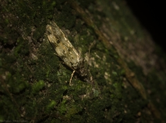 Barea subviridella