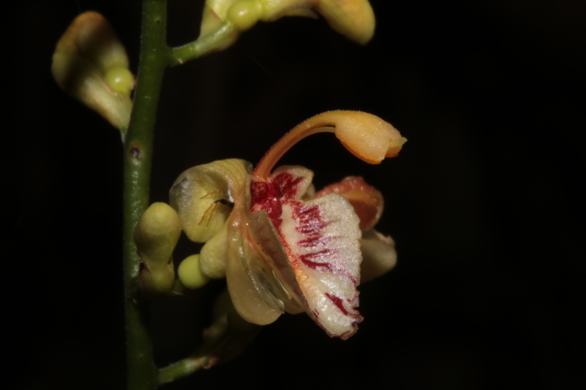 Alpinia conchigera Griff. 2