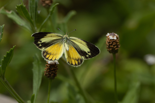 Dainty Sulphur, photo 2 of 10
