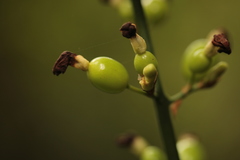 Alpinia conchigera