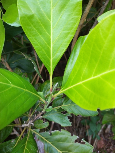 Rhodomyrtus macrocarpa observed 2025-07-31