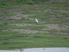 Mycteria leucocephala