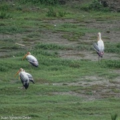 Mycteria leucocephala