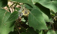Physalis