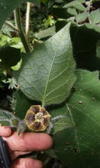 Physalis