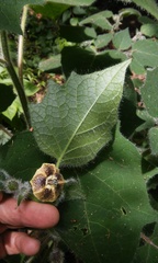 Physalis