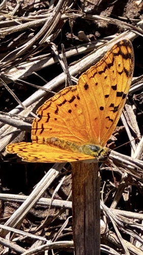 Common Leopard