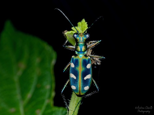 Cicindela batesi Fleutiaux, 1894