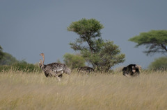 Struthio camelus massaicus