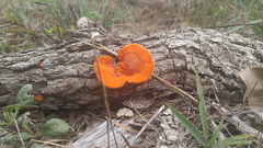 Pycnoporus sanguineus image