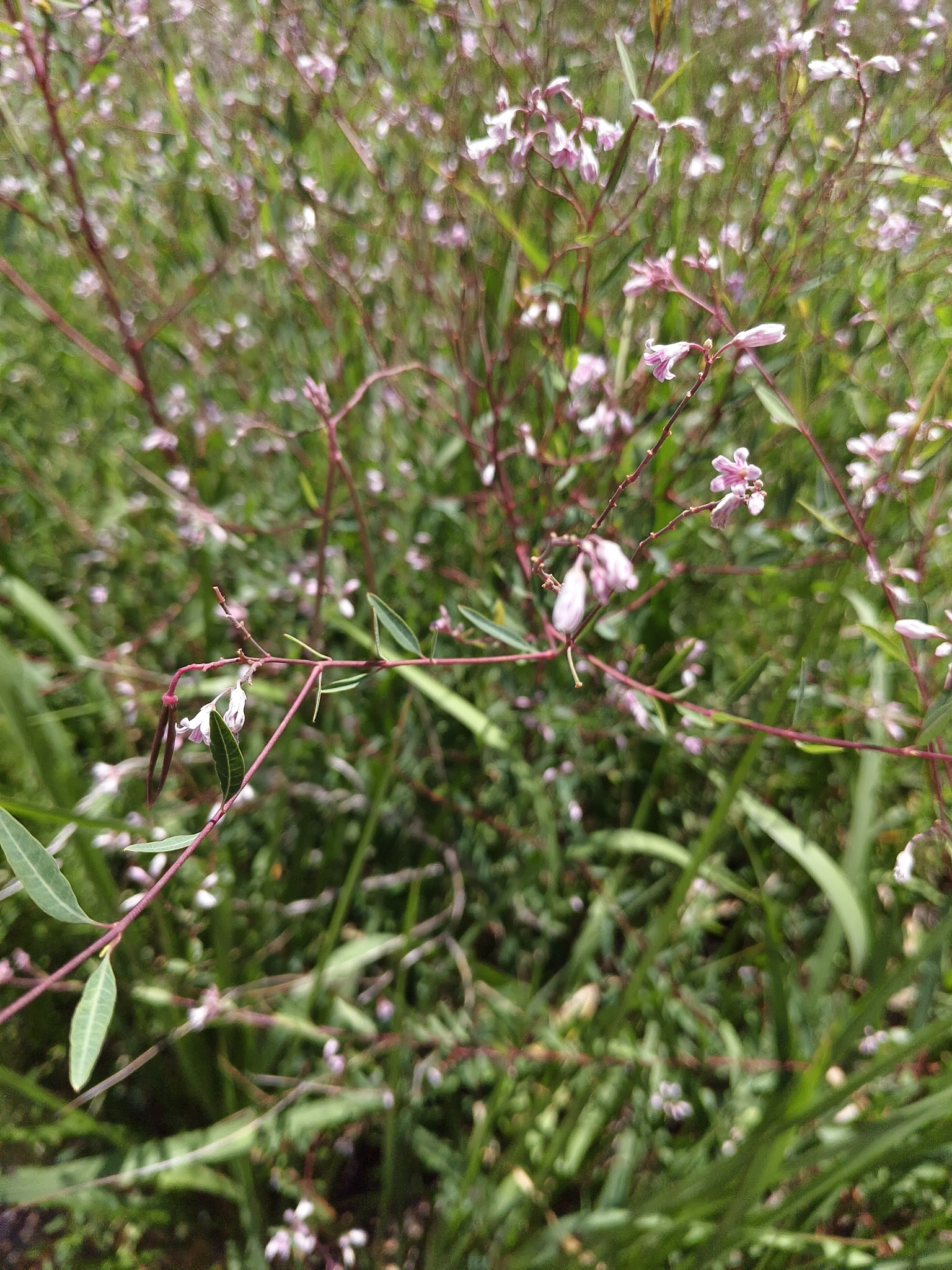 Apocynum Venetum (Apocynum venetum)