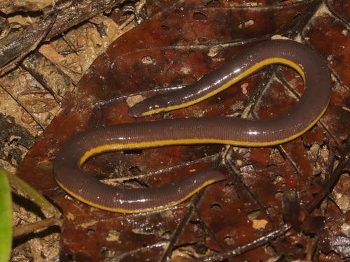 Hillstream Caecilian, Ichthyophis supachaii
