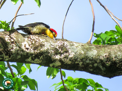 Melanerpes flavifrons