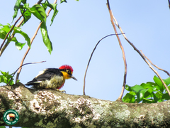 Melanerpes flavifrons