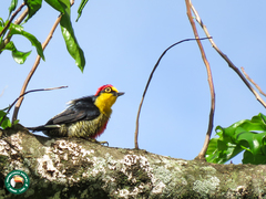 Melanerpes flavifrons