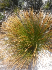 Elegia filacea