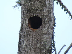 Melanerpes flavifrons