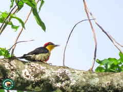 Melanerpes flavifrons