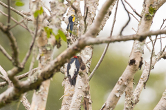 Melanerpes flavifrons