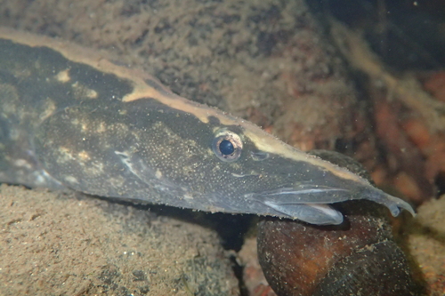 Marbled spiny eel (Mastacembelus armatus) — Mastacembelidae