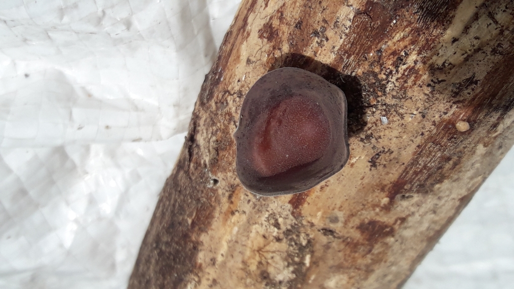 Auricularia fuscosuccinea · October 2019 · photo: © gonsaro (iNaturalist, cc-by)