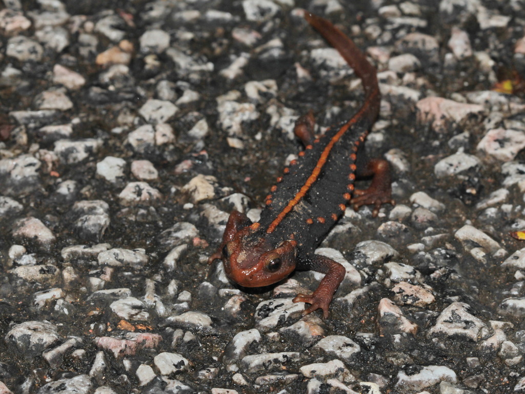 Crocodile Newt
